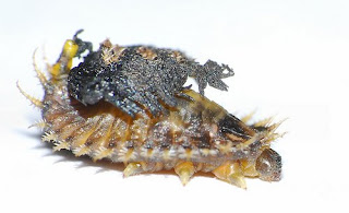 Larva Paling Unik Di Dunia
