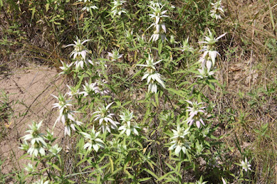 spotted horsemint (Monarda punctata)