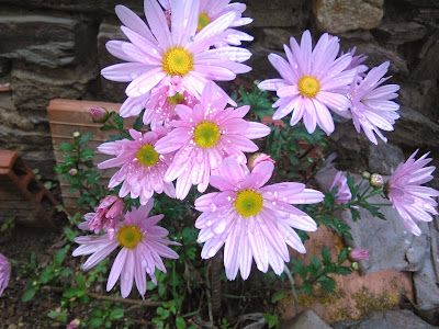 aster alpinus