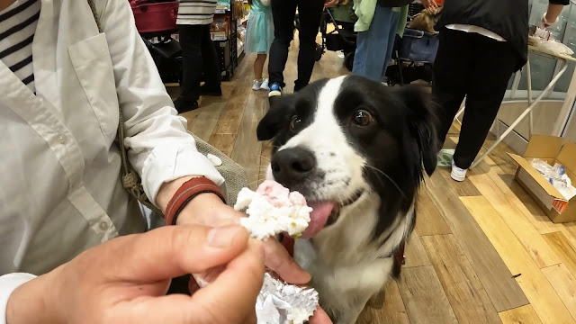 保護犬 ボーダーコリー トーマ イオンモール幕張新都心 ペットモール ペテモ