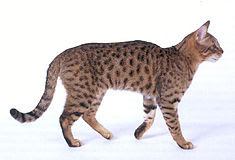 Gambar Kucing California Spangled