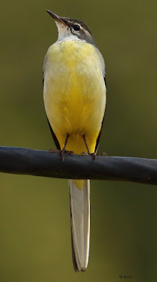 "Gray Wagtail - Motacilla cinere, winter visitor sitting on a cable."