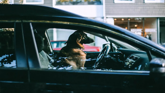 Dog in the Car