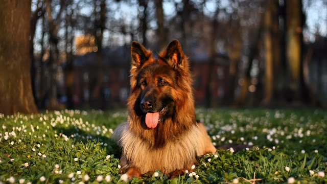 German Shepherd