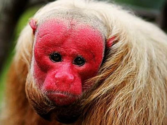 A face, as orelhas e a genitália são desprovidas de pelos, sendo a face e as orelhas pouco pigmentadas, mosqueadas ou despigmentadas e a genitália enegrecida.