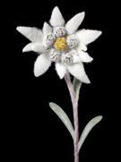 Edelweiss