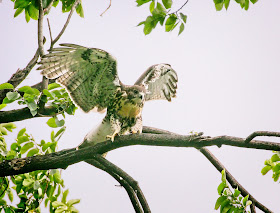 Fledgling red-tailed hawk in Tompkins Square