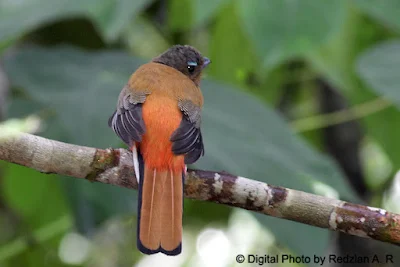 Scarlet-rumped Trogon - immature male 