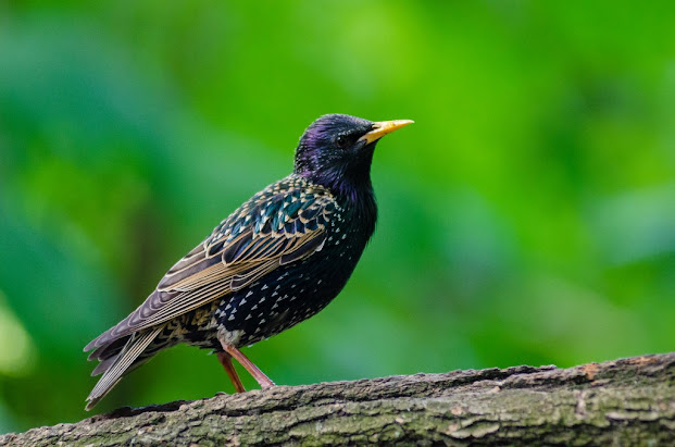 How do Birds fly?  Interesting Facts about Birds पक्षी कैसे उड़ते है?  पक्षियों के बारे में रौचक तथ्य।