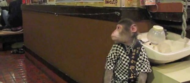 ΜΟΝΟ ΑΥΤΟΙ θα ΕΚΑΝΑΝ ΚΑΤΙ ΤΕΤΟΙΟ! Ιαπωνικό εστιατόριο έχει για σερβιτόρους μαϊμούδες μακάκους! (ΒΙΝΤΕΟ)