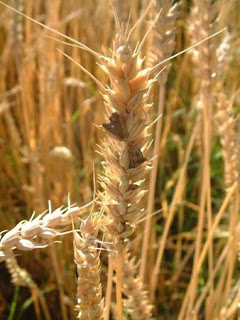 Ergot fungi