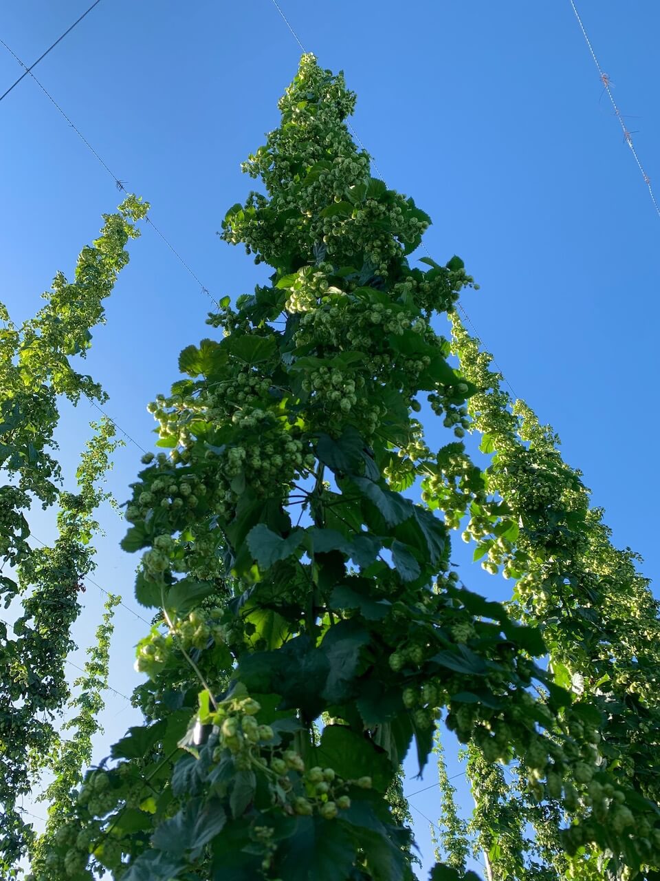 Hopfenernte im Waldviertel