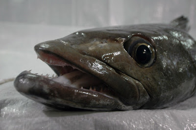 The Chilean Sea Bass or