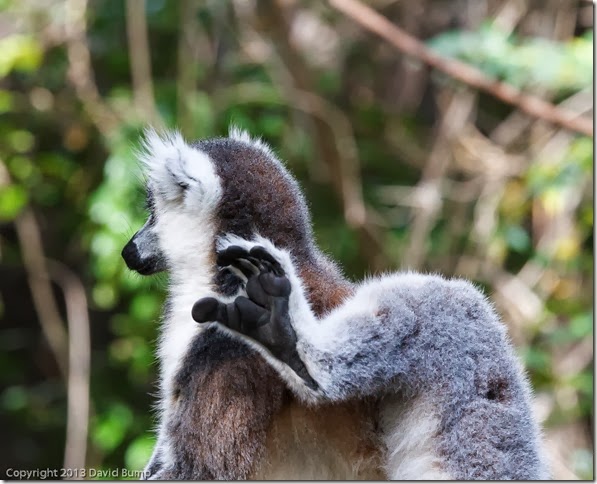 Ringtail
