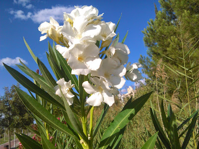 planta de nerium oleander