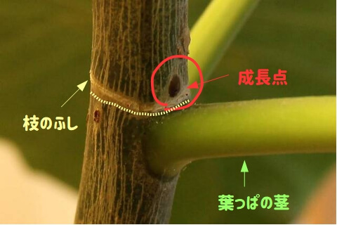 ウンベラータ剪定はどこ 正解はここ ウンベラータブログ