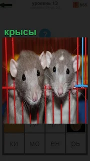 За красной решеткой сидят две крысы, которые высунули свои морды наружу
