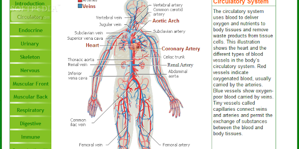 Belajar IPA menggunakan ANATOMY ILLUSTRATION