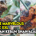 Sate Ayam dan Daging Bersaiz XXL Di Sate Marvelous Jalan Kebun Shah Alam