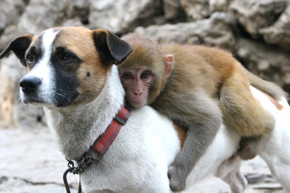 Image result for Baby Monkey is Best Friends with Goat