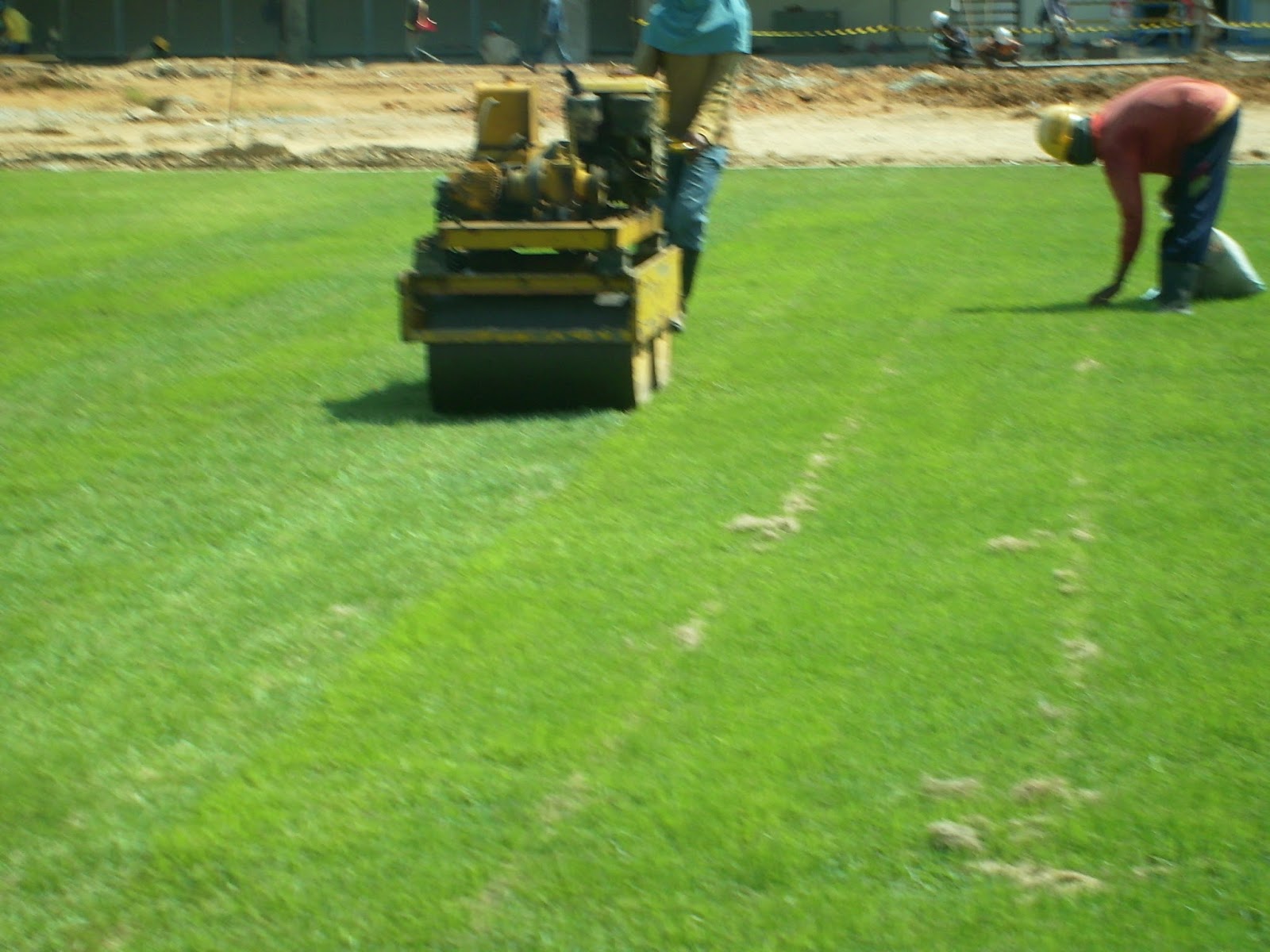 Rumput Zoysia Matrella