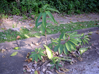 Costus, La Ceiba, Honduras