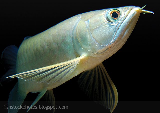 Asian Green  Arowana  Pictures Exotic Tropical Ornamental 