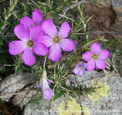 flor de Oxalis argentina