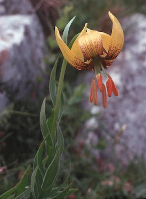 Лилия боснийская (Lilium bosniacum)