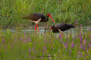 Wildlifefotografie Lippeaue Schwarzstorch