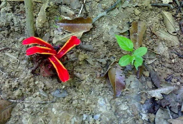 Red flower