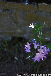 Campanule raiponce (Campanula rapunculus), Fontainebleau.