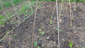 allotment growing in May