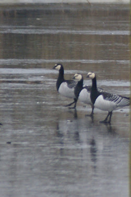 Paugoes - Brandgans - Branta leucopsis