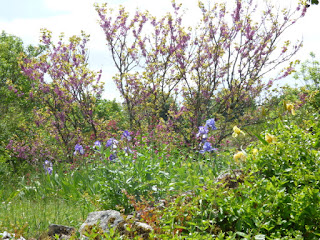 arbre de Judée