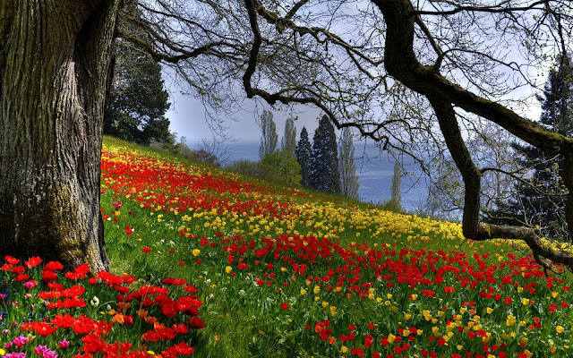 Coloridas Flores de Tulipanes - Arboles en Primavera la Naturaleza