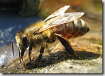DrinkingBee