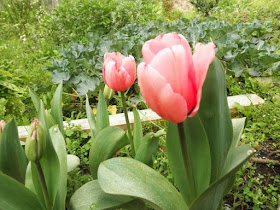 flores de tulipanes rosas, en el huerto