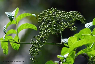 Wild Fruits at Bukit Rengit Figs