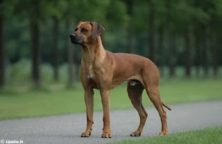 rhodesian ridgeback