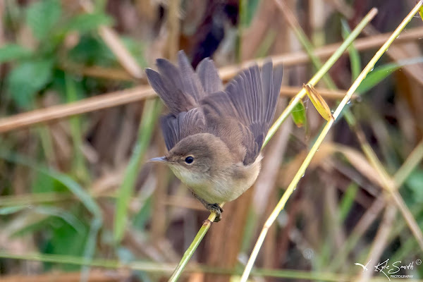 Reed warbler