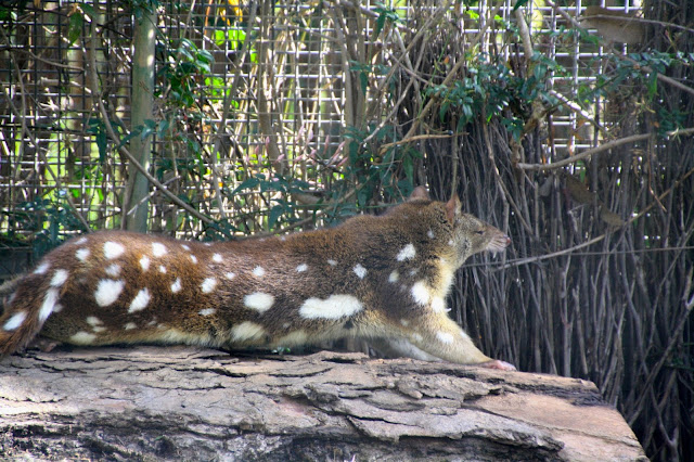 Serendip Sanctuary, Lara Quokka