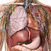 Recursos de Medicina: Atlas de anatomía humana online