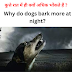 कुत्ते रात में ही क्यों अधिक भोंकते हैं ? Why do dogs bark more at night?