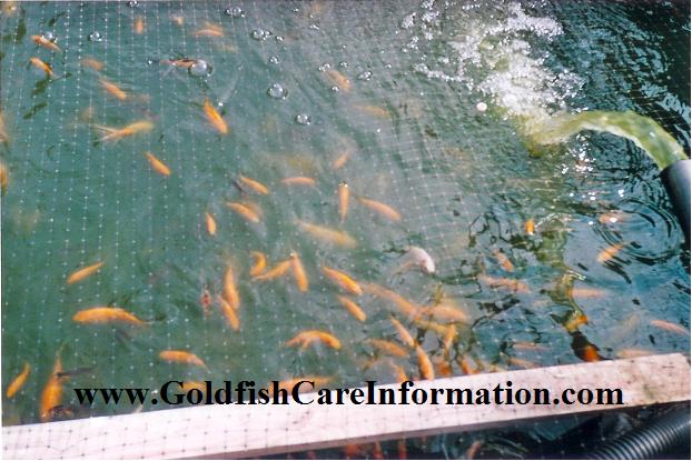 goldfish eggs fertilized. images comet goldfish eggs,