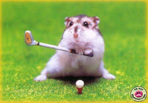 funny hamster pictures. facts about Hamsters