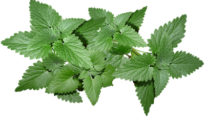 Best Health Benefits of Peppermint