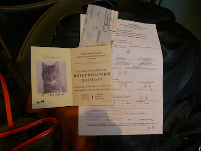 документы, перевозка животных, кот в самолете