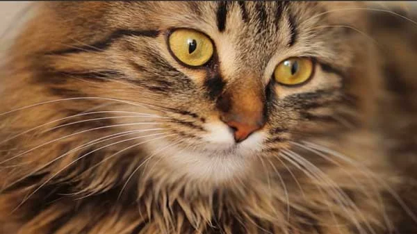 siberian forest cat