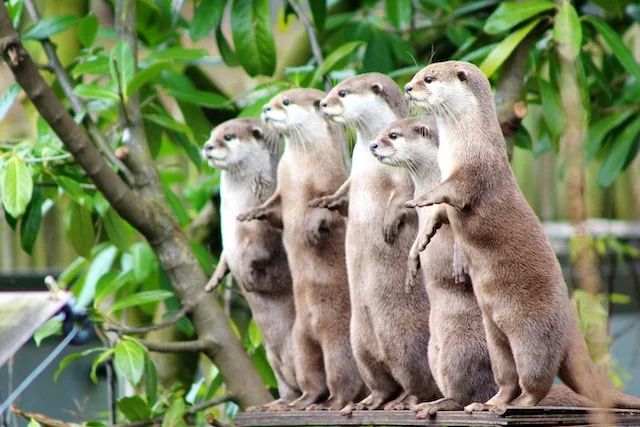 picture of a family of playful otters